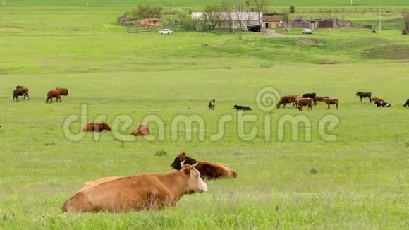 一群奶牛在高加索山麓茂盛的绿草地上放牧视频的预览图