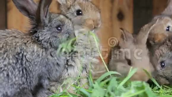 兔子坐在笼子里吃新鲜的草视频的预览图