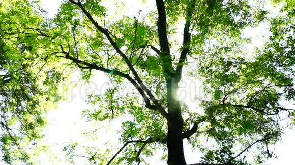 森林树木背景树林中的小径荒野八月潘视频的预览图