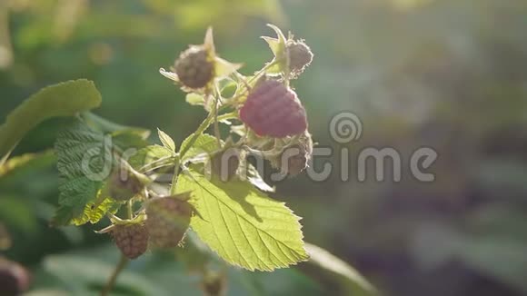 在阳光明媚的夏日成熟的覆盆子灌木夏天花园里的树莓灌木视频的预览图