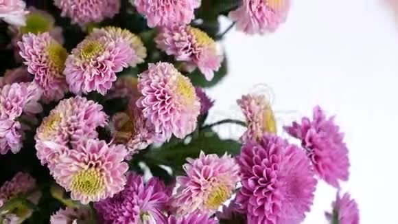特写花花束白色背景上旋转花组成由粉红色的桑蒂尼组成视频的预览图