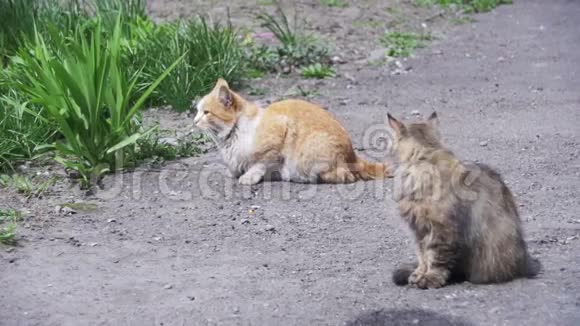 公园的街道上有两只红色和灰色无家可归的猫慢动作视频的预览图