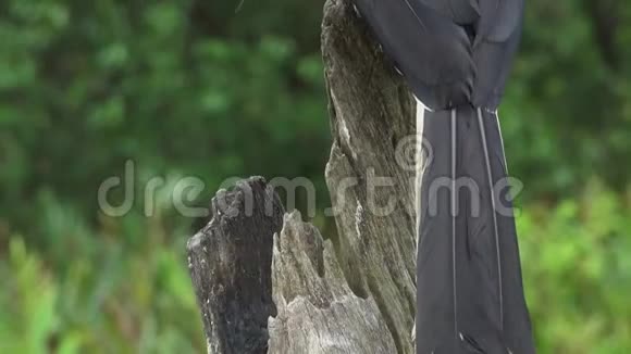 坐在树上的东方蜂濒危地方婆罗洲鸟视频的预览图
