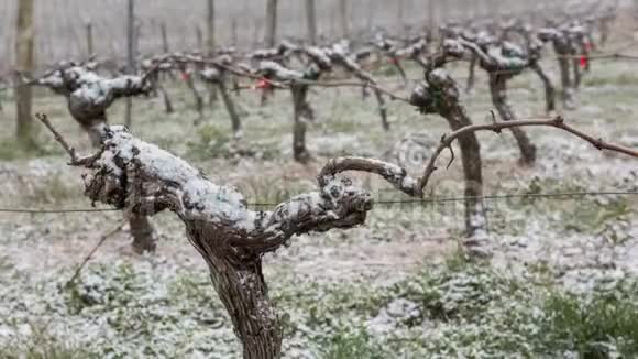 雪覆盖葡萄园波尔多葡萄园视频的预览图