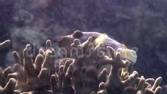 菲律宾野生动物海洋中水下的盒鱼视频的预览图