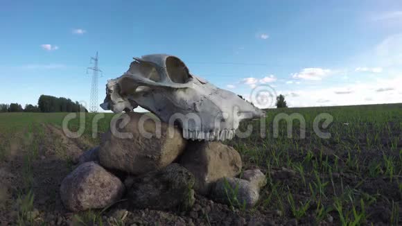 在田里石头上的马头盖骨记忆概念延时4k视频的预览图