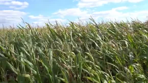 晴天的玉米地视频的预览图