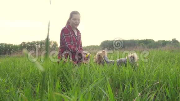 女孩和狗在生活方式日落时玩自然狗约克郡猎犬在大自然中玩接球视频的预览图