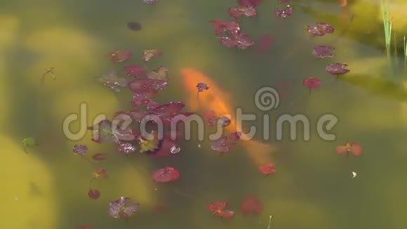 锦鲤鱼花鲤鱼正在池塘游泳视频的预览图
