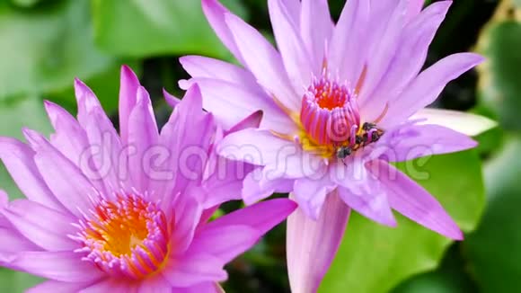 一朵紫色的莲花和蜜蜂视频的预览图