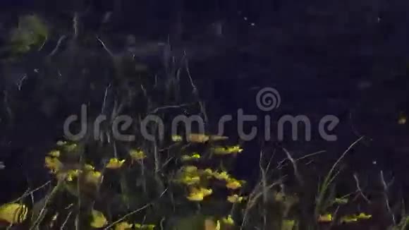 在清澈的河水下许多黄色的花在波浪中夏日自然绿色茎视频的预览图