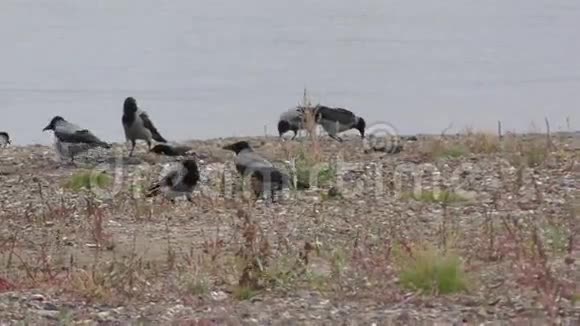 灰鸦在秋河边吃视频的预览图