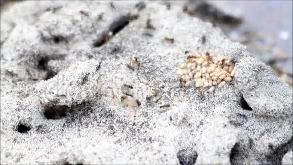 蚂蚁把幼虫带到安全的地方视频的预览图