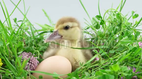 小鸭子坐在鸡蛋旁边绿色的草地上开着花视频的预览图