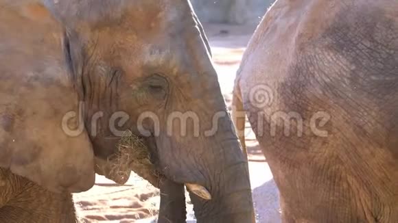 非洲大草原大象种类非洲罗索家庭象皮顺序前科类哺乳动物视频的预览图