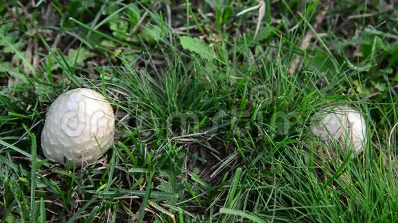 生长在草地上的蘑菇视频的预览图