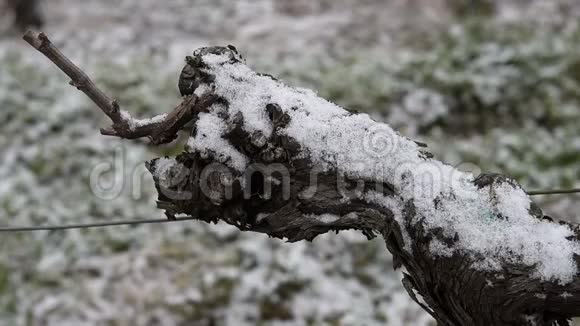 雪覆盖葡萄园波尔多葡萄园视频的预览图