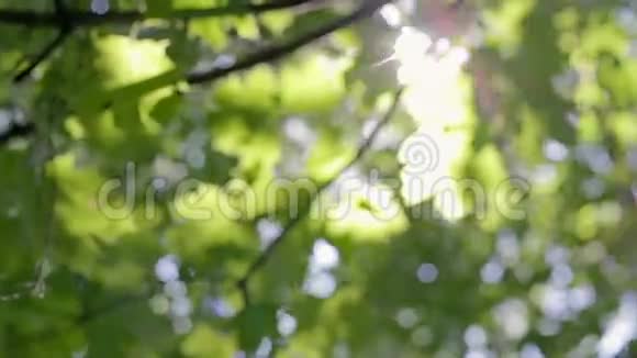 清新的绿意阳光透过树叶视频的预览图