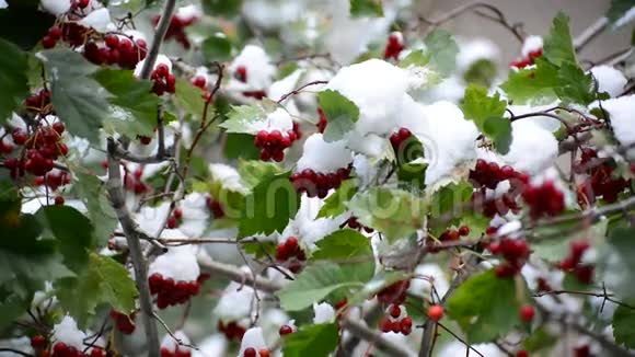 雪中的山楂浆果和绿叶视频的预览图