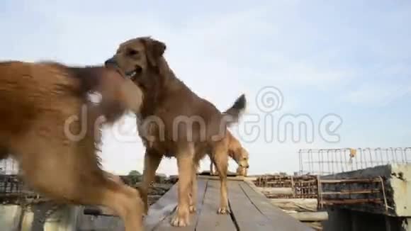 金毛猎犬视频的预览图