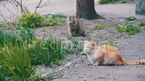 公园的街道上有两只红色和灰色无家可归的猫慢动作视频的预览图