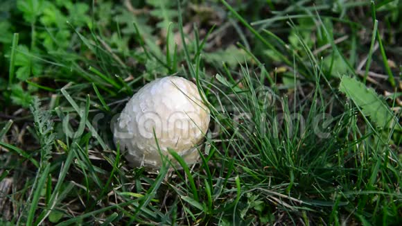 生长在草地上的蘑菇视频的预览图