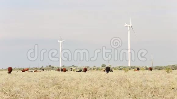 牛在风电场附近放牧视频的预览图