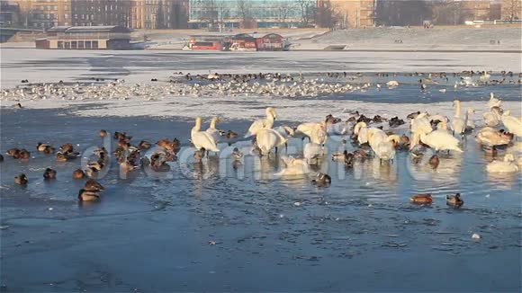 白色的天鹅和鸭子捕食它的羽毛视频的预览图