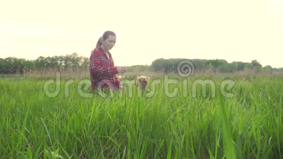日落时分女孩和一只狗在大自然中玩耍狗的生活方式约克郡猎犬在大自然中玩接球视频的预览图