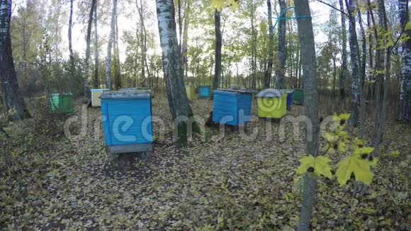 木蜂窝群在秋季桦树林延时4K视频的预览图