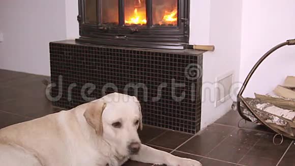 狗躺在壁炉前视频的预览图