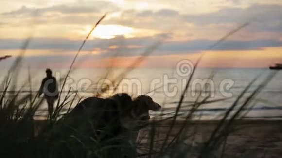 女孩在沙滩上拥抱狗人类玩飞盘的剪影夏日之夜视频的预览图