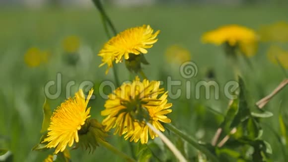 黄色的蒲公英花在绿草中视频的预览图