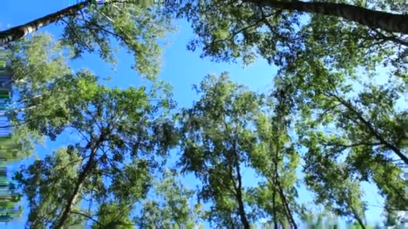 树木的皇冠和蓝天视频的预览图