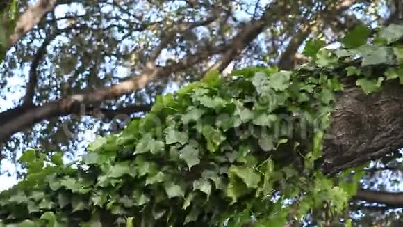 长在树上的常春藤视频的预览图
