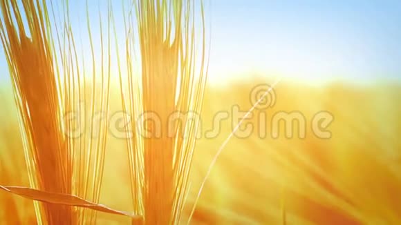 小麦背景视频的预览图