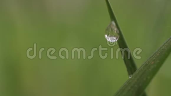 露水滴在草地上特写镜头视频的预览图