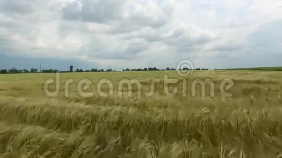 一片金黄的小麦空中观景视频的预览图