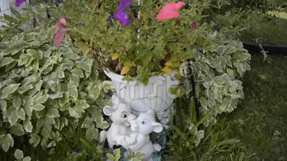 小白狮子花园装饰花视频的预览图
