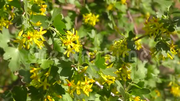 黑色醋栗的黄色花朵视频的预览图