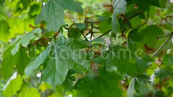 风中带种子的枫树枝槭属植物高清视频镜头拍摄静态摄像机视频的预览图
