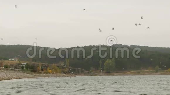 鸟群飞越湖中视频的预览图