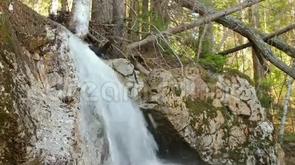 森林瀑布全景视频的预览图