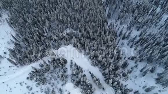 鸟瞰美丽的高大雪杉树视频的预览图