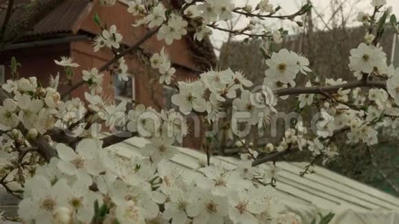 春天树上盛开的花朵视频的预览图