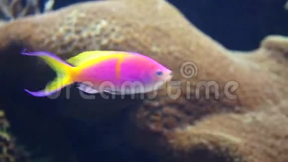 珊瑚礁上五颜六色的鱼视频的预览图