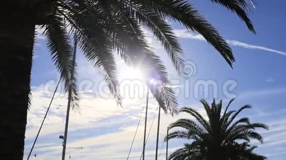 日落时棕榈树的剪影黑山海上日落视频的预览图