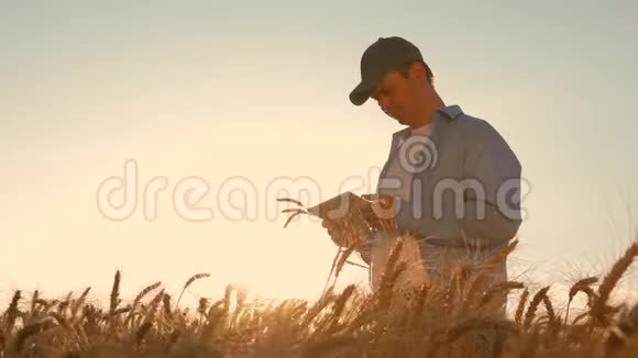 一个有平板电脑的商人在田间研究小麦作物日落时分农夫在麦田里用平板电脑干活视频的预览图