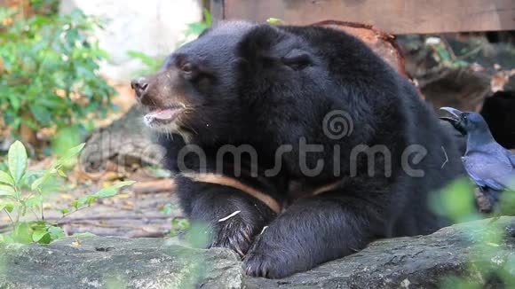 吃树叶的黑熊视频的预览图