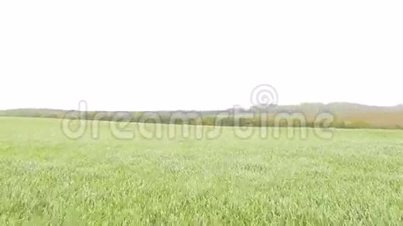 绿麦草风的云野视频的预览图